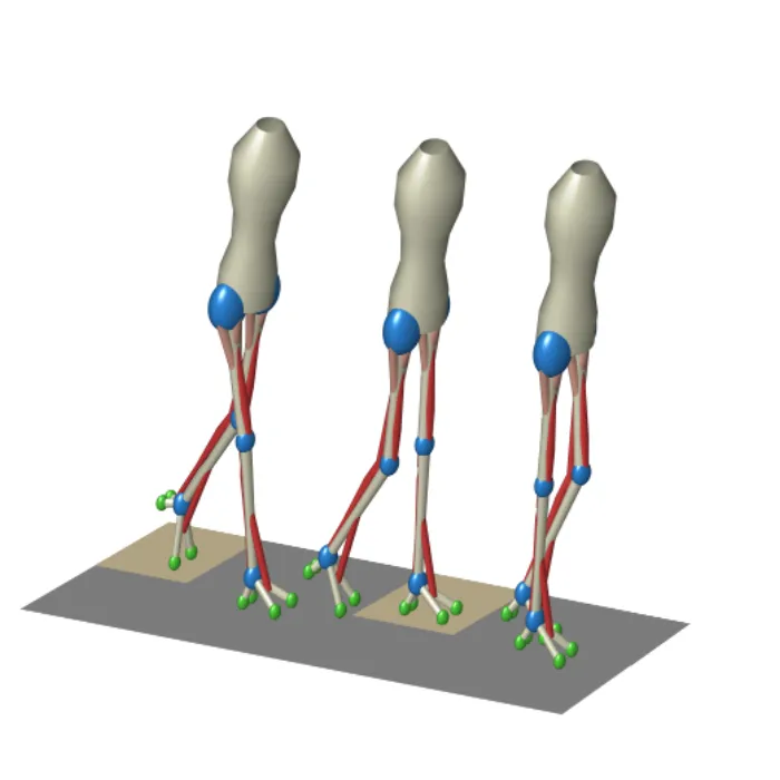 Gait Model Image